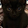black_kitten, cat, close_up, yellow_eyes, fur, pet, animal, blanket, cozy, soft_texture, indoor, cute, young_cat, whiskers, ears, face, portrait, looking_at_camera, domestic_cat, feline