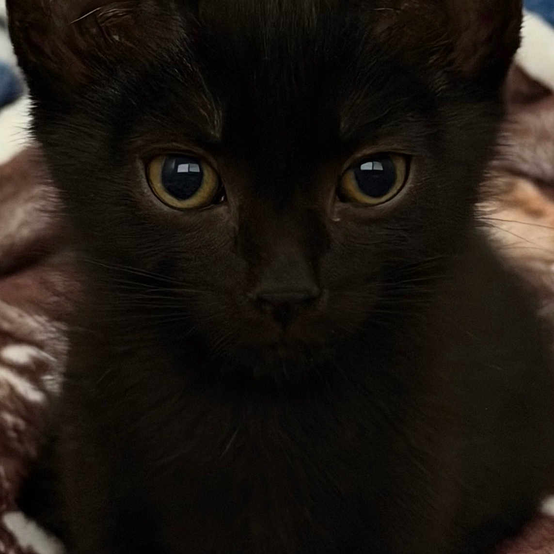 Fin joined the competition — help win amazing prizes! black_kitten, cat, close_up, yellow_eyes, fur, pet, animal, blanket, cozy, soft_texture, indoor, cute, young_cat, whiskers, ears, face, portrait, looking_at_camera, domestic_cat, feline