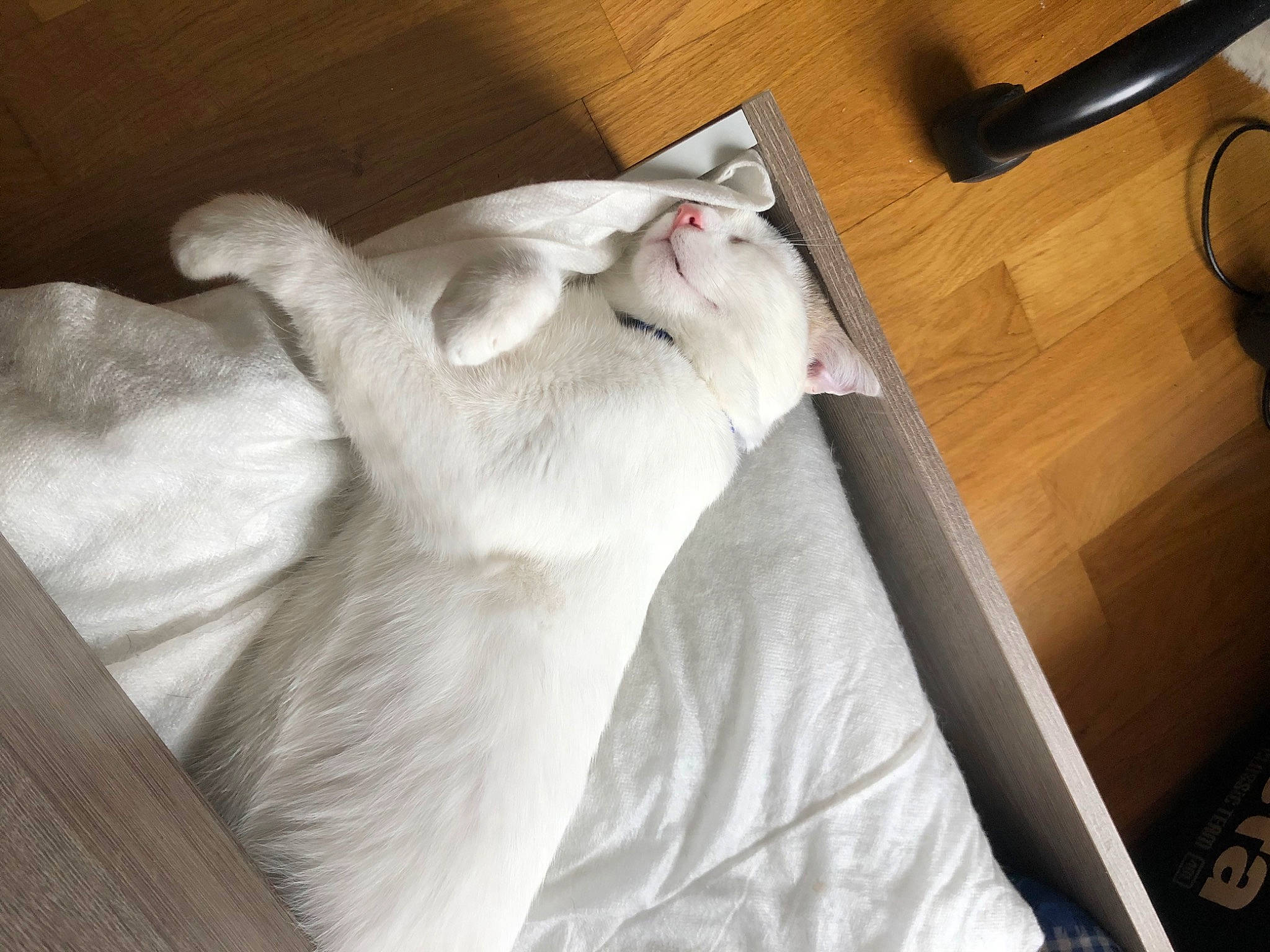 Pablo a rejoint le concours — aidez-le/la à gagner de superbes lots ! burmilla, carnivore, cat, colorpoint_shorthair, felidae, fur, khao_manee, ragdoll, small_to_medium_sized_cats, tail, turkish_angora, whiskers