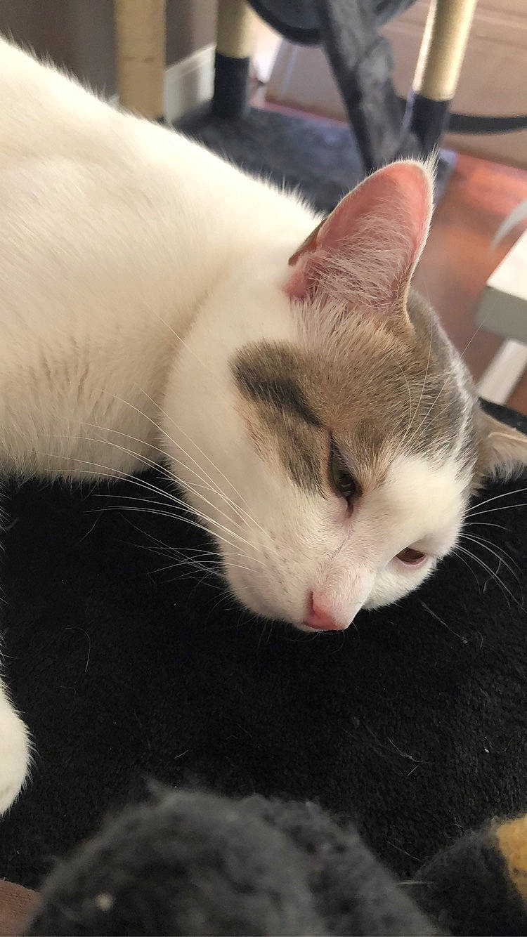 Pablo participe au concours pour gagner de l'argent avec cette photo : aegean_cat, asian, carnivore, cat, domestic_short_haired_cat, ear, felidae, fur, kitten, nap, small_to_medium_sized_cats, snout, whiskers