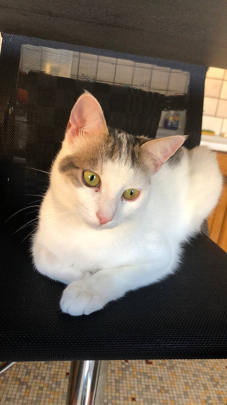 Pablo participe au concours pour gagner de l'argent avec cette photo : aegean_cat, asian, burmilla, carnivore, cat, domestic_short_haired_cat, ear, european_shorthair, fawn, felidae, fur, javanese, kitten, mammal, polydactyl_cat, small_to_medium_sized_cats, turkish_angora, turkish_van, vertebrate, whiskers