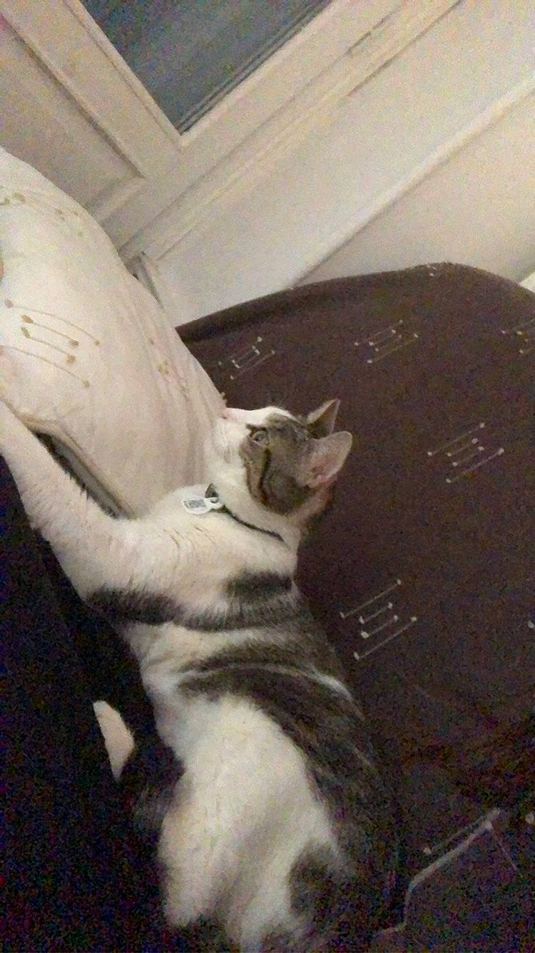 Pixie participe au concours pour gagner de l'argent avec cette photo : aegean_cat, carnivore, cat, domestic_short_haired_cat, european_shorthair, felidae, kitten, small_to_medium_sized_cats, tail, whiskers