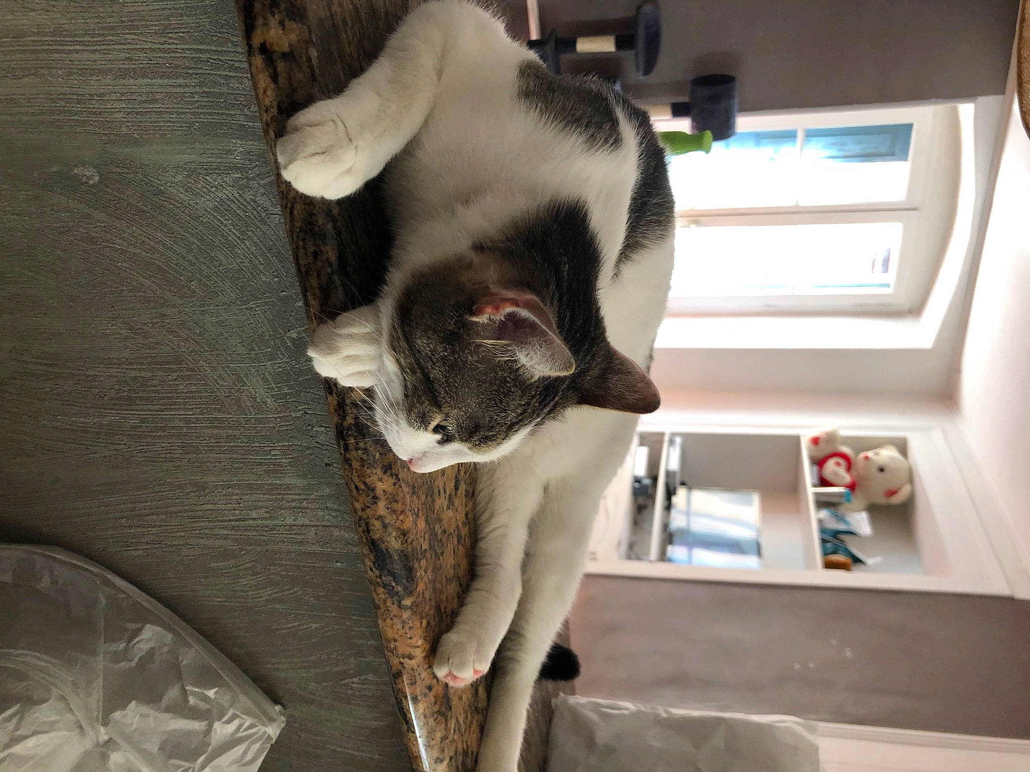 Pixie participe au concours pour gagner de l'argent avec cette photo : carnivore, cat, domestic_short_haired_cat, felidae, small_to_medium_sized_cats, snout, tail, whiskers