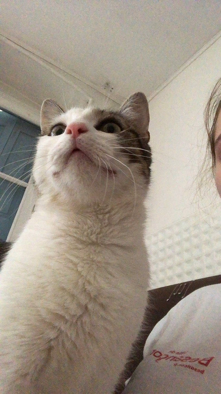 Pixie participe au concours pour gagner de l'argent avec cette photo : aegean_cat, asian, burmilla, carnivore, cat, domestic_short_haired_cat, felidae, fur, mammal, nose, ojos_azules, ragdoll, small_to_medium_sized_cats, snout, turkish_van, whiskers