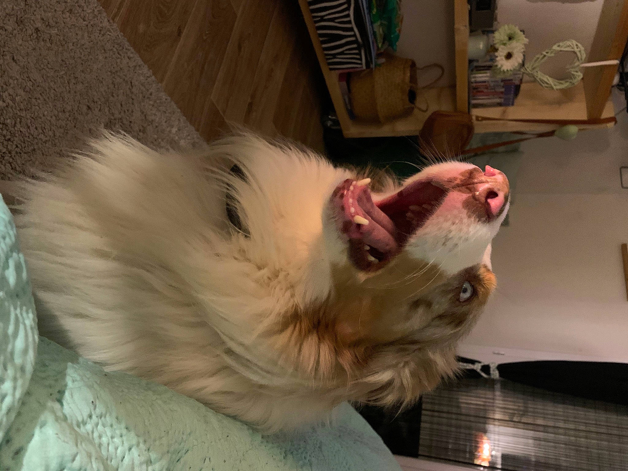Mosco a rejoint le concours — aidez-le/la à gagner de superbes lots ! canidae, carnivore, claw, companion_dog, dog, dog_breed, fang, felidae, fur, jaw, non_sporting_group, paw, roar, small_to_medium_sized_cats, snout, sporting_group, terrestrial_animal, tooth, whiskers, yawn