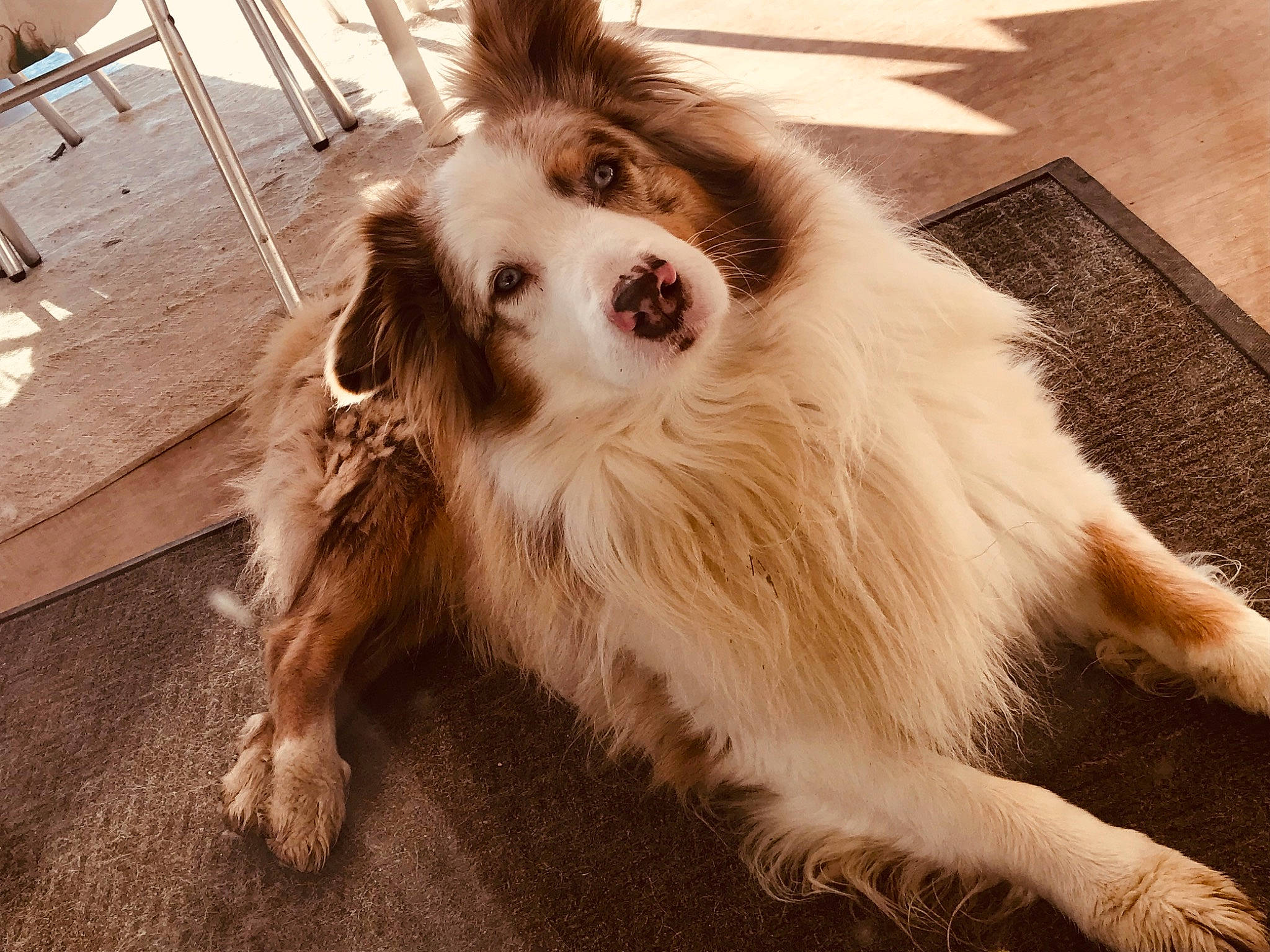 Mosco a rejoint le concours — aidez-le/la à gagner de superbes lots ! canidae, carnivore, chair, companion_dog, dog, dog_breed, fawn, flooring, fur, herding_dog, paw, pomeranian, shetland_sheepdog, snout, spaniel, spitz, sporting_group, toy_dog, whiskers, wood