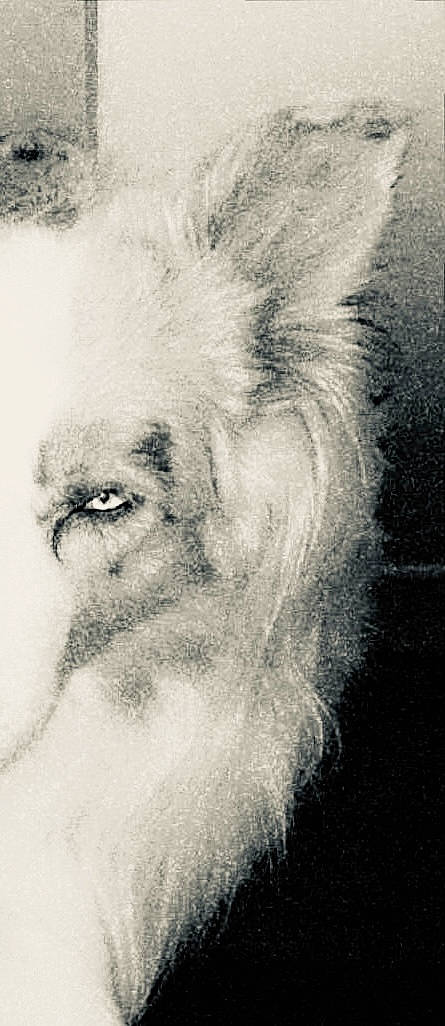 Mosco participe au concours pour gagner de l'argent avec cette photo : art, artwork, beard, drawing, facial_hair, figure_drawing, fur, illustration, jaw, monochrome, monochrome_photography, moustache, painting, portrait, self_portrait, sketch, snout, tree, visual_arts, whiskers