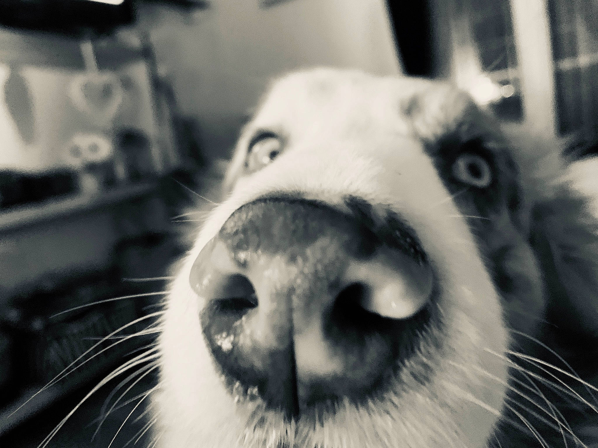 Mosco participe au concours pour gagner de l'argent avec cette photo : black, black_and_white, carnivore, dog_breed, ear, eye, eyebrow, felidae, goat, head, iris, jaw, llama, nose, organ, photograph, small_to_medium_sized_cats, style, whiskers, white