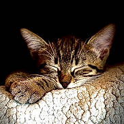 Ozzy participe au concours pour gagner de l'argent avec cette photo : cat, kitten, sleeping, tabby, paw, blanket, cozy, texture, closeup, animal, pet, resting, fur, cute, peaceful, soft, indoors, nap, relaxed, dark_background
