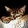 Ozzy
