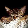 cat, kitten, sleeping, tabby, paw, blanket, cozy, texture, closeup, animal, pet, resting, fur, cute, peaceful, soft, indoors, nap, relaxed, dark_background