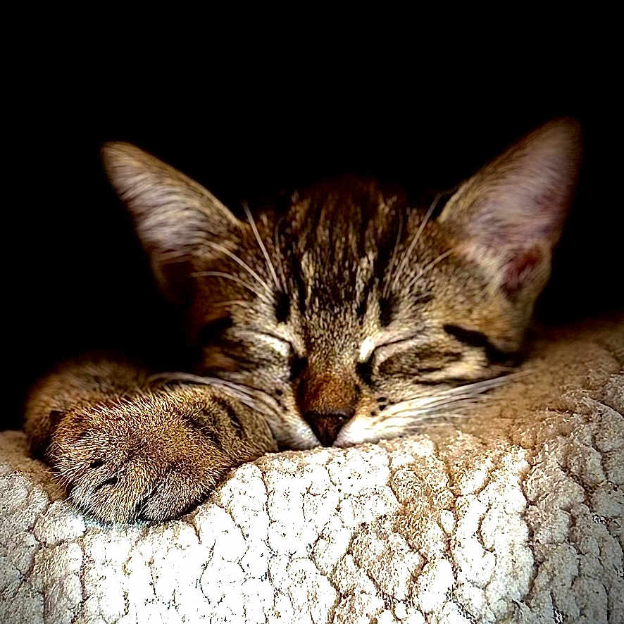 Ozzy participe au concours pour gagner de l'argent avec cette photo : cat, kitten, sleeping, tabby, paw, blanket, cozy, texture, closeup, animal, pet, resting, fur, cute, peaceful, soft, indoors, nap, relaxed, dark_background