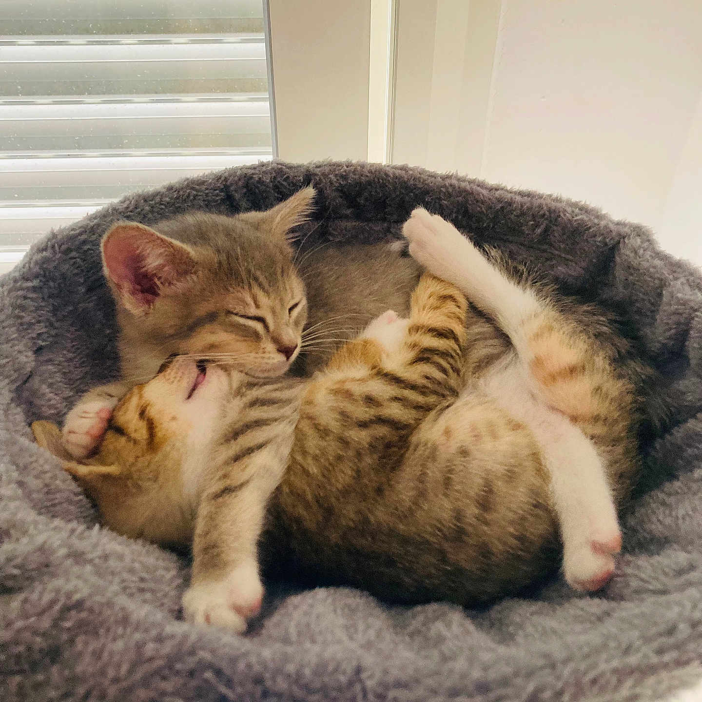 Venus participe au concours pour gagner de l'argent avec cette photo : abyssinian, animal, blanket, canine, cat, dog, egyptiancat, homedecor, kitten, manx, person, pet, sleeping, window