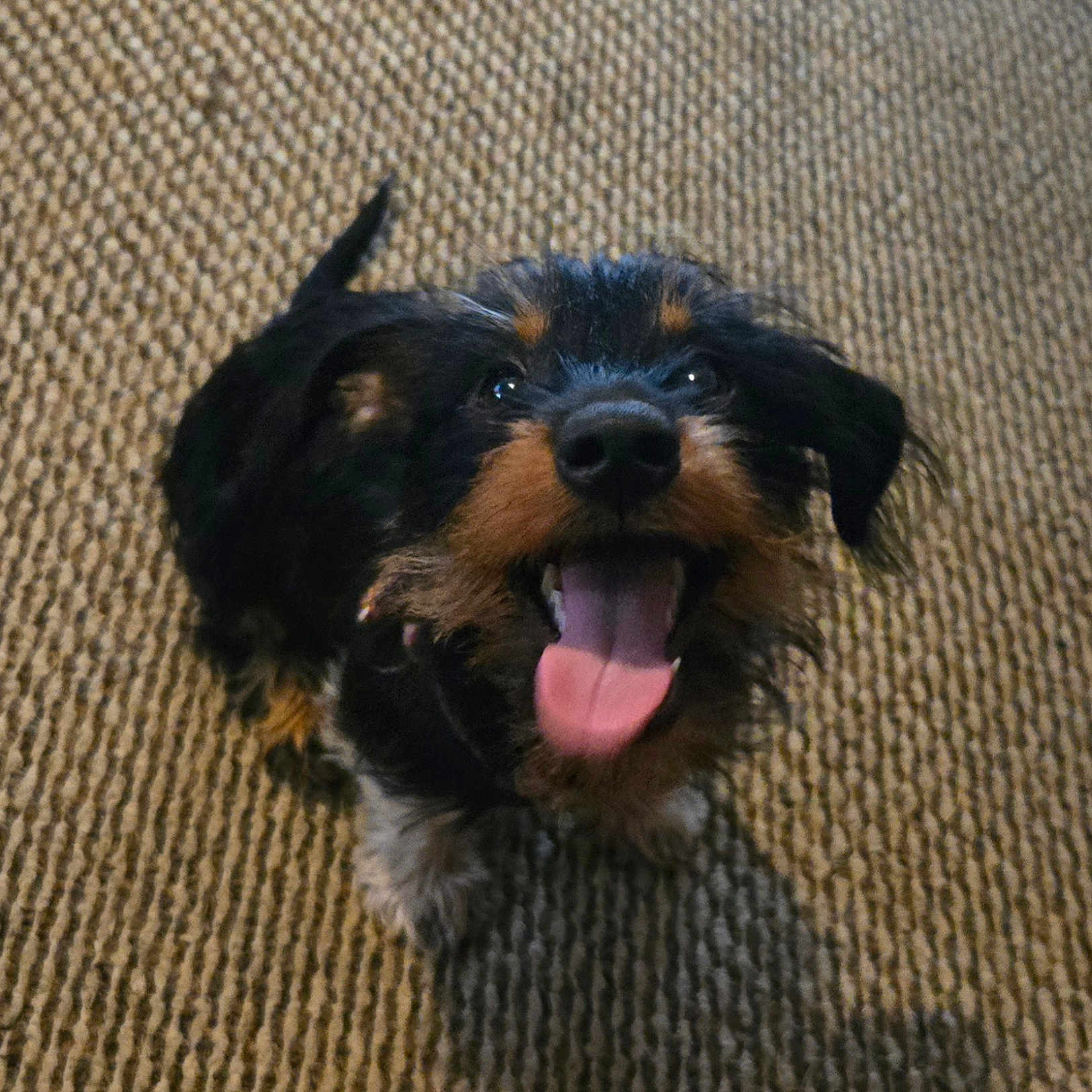 Chloe is registered to the contest to win money with this photo: animal, black_and_brown, canine, carpet, cute, dog, domestic_animal, ears, fur, happy, indoor, looking_up, mammal, pet, playful, puppy, small_dog, smiling, tail, tongue_out