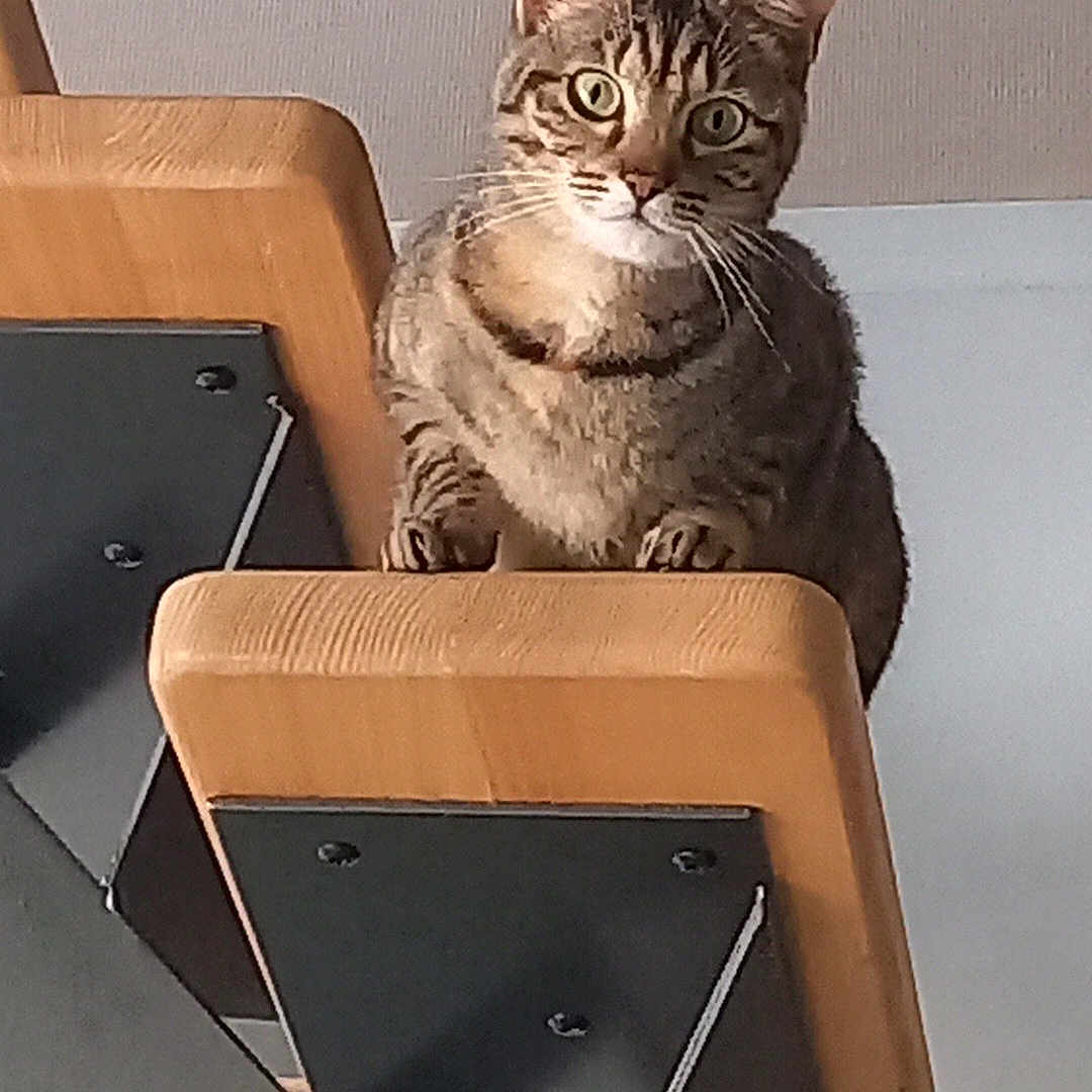 Switch participe au concours pour gagner de l'argent avec cette photo : alert, animal, cat, claws, curious, domestic, ears, feline, fur, home, indoor, looking, pet, playful, sitting, staircase, steps, tabby, whiskers, wood