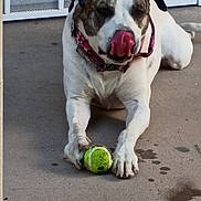 Dakota is registered to the contest to win money with this photo: animal, brown, canine, closeup, collar, concrete, dog, fetch, fun, outdoor, paw, pet, pet_toy, playful, resting, spot, tennis_ball, tongue, tongue_out, white