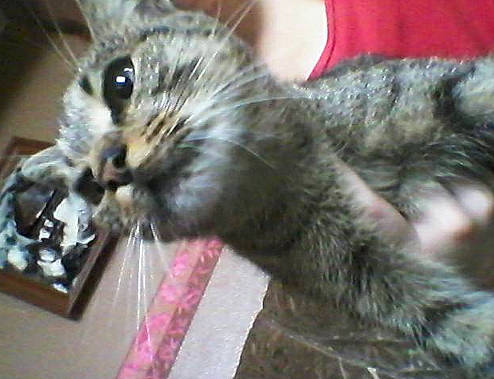 Calie participe au concours pour gagner de l'argent avec cette photo :