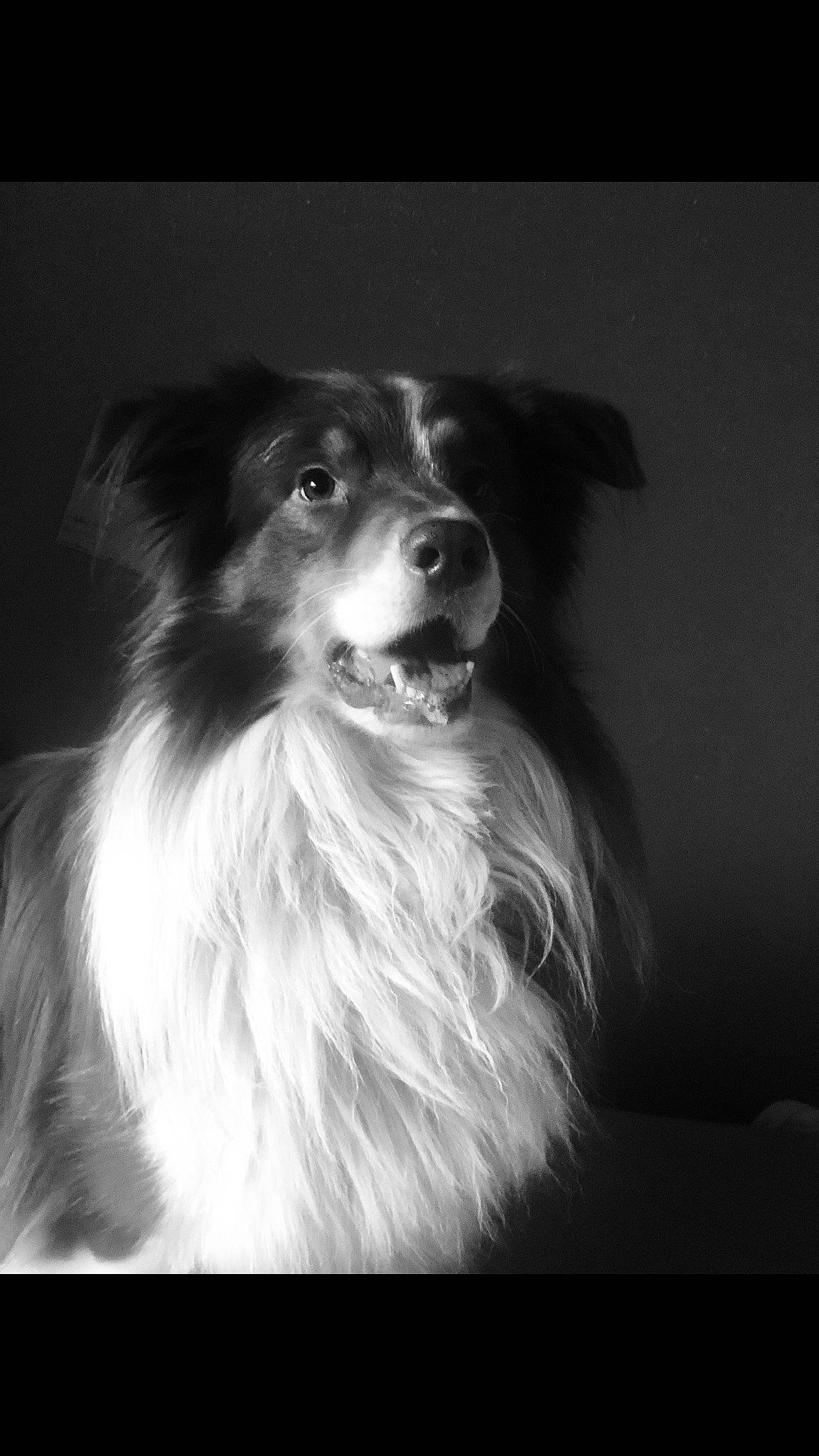 Tyson participe au concours pour gagner de l'argent avec cette photo : australian_collie, australian_shepherd, black_and_white, border_collie, canidae, carnivore, companion_dog, dog, dog_breed, herding_dog, mammal, monochrome, monochrome_photography, photography, rare_breed_dog, snout, sporting_group, vertebrate, white, working_dog