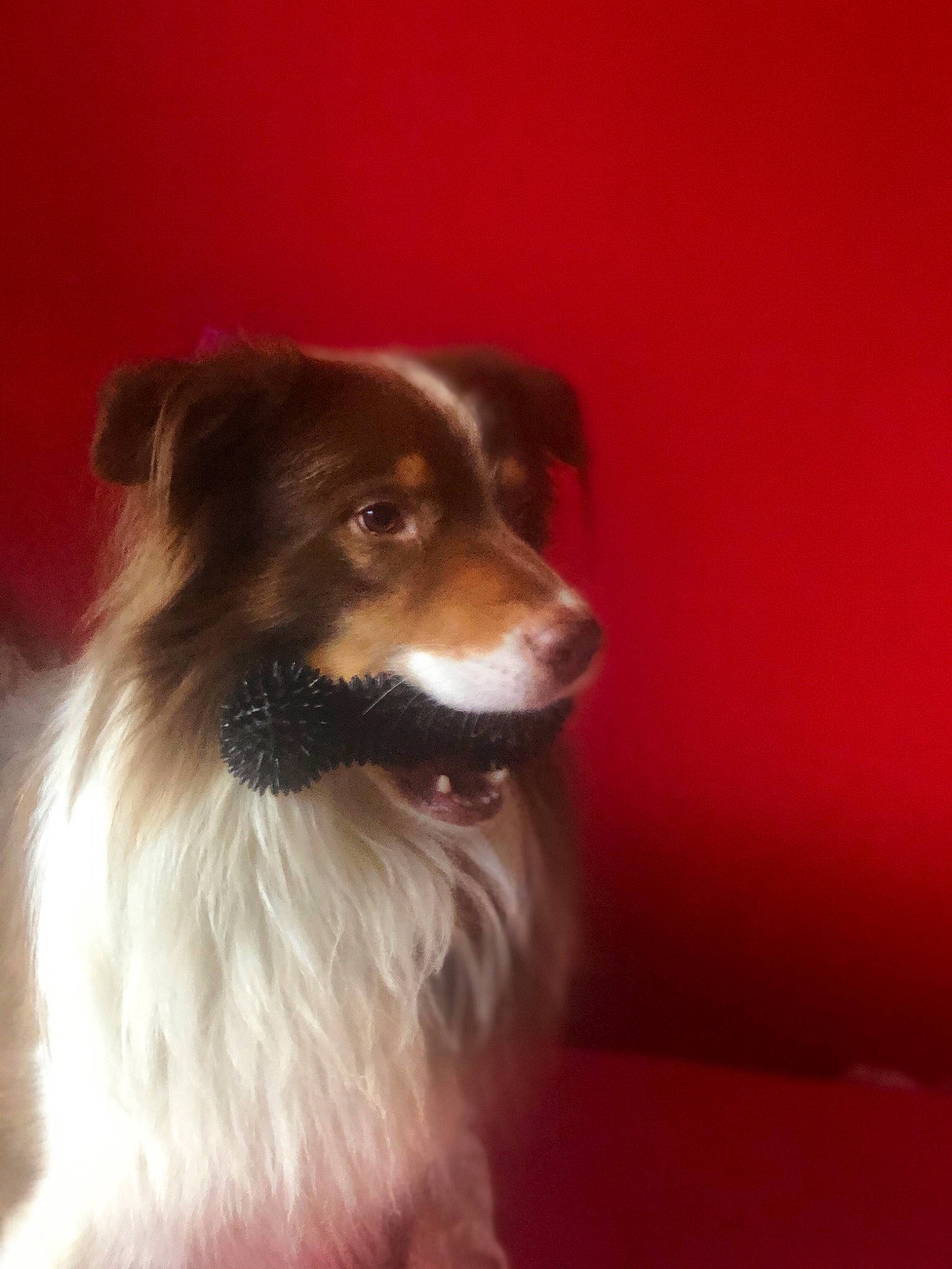 Tyson a rejoint le concours — aidez-le/la à gagner de superbes lots ! australian_collie, australian_shepherd, border_collie, canidae, carnivore, companion_dog, dog, dog_breed, mammal, miniature_australian_shepherd, rare_breed_dog, snout, sporting_group