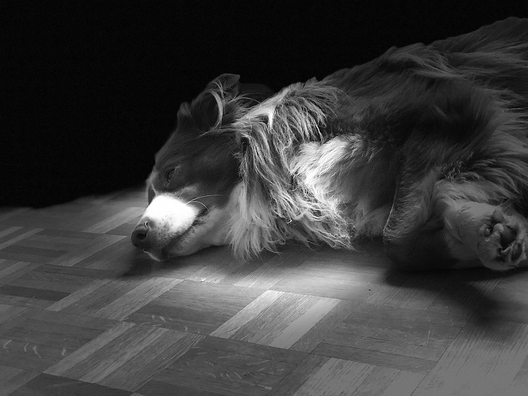 Tyson a rejoint le concours — aidez-le/la à gagner de superbes lots ! australian_shepherd, black, black_and_white, canidae, carnivore, companion_dog, darkness, dog, dog_breed, floor, monochrome, monochrome_photography, snout, sporting_group, style