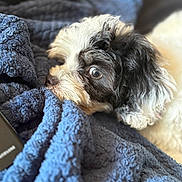 Teddy is registered to the contest to win money with this photo: animal, black_and_white, blanket, blue_blanket, close_up, companion, cozy, curious, cute, dog, fluffy, fur, indoors, pet, portrait, relaxed, resting, sleepy, snout, soft_texture