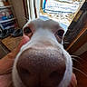 Chucho is registered to the contest to win money with this photo: dog, nose, close_up, indoor, screen_door, snow, yard, tail, hand, pet, animal, curious, whiskers, window, door, floor, slippers, shelving, blurred_background, light