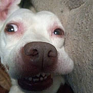 Chucho is registered to the contest to win money with this photo: dog, close_up, funny_expression, teeth, wide_eyes, lying_down, pet, animal, nose, ear, face, indoor, texture, wall, canine, muzzle, whiskers, snout, portrait, cute