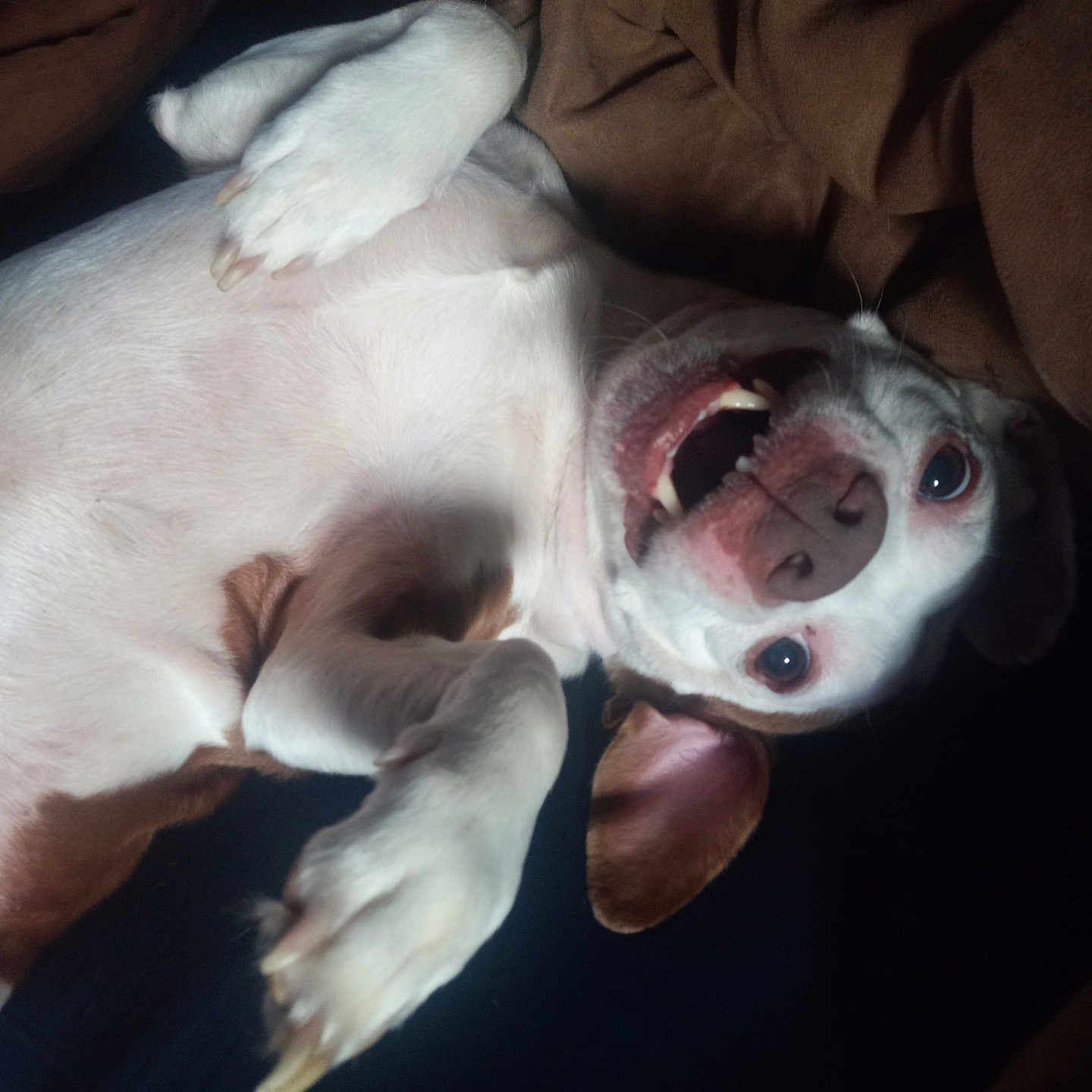 Chucho