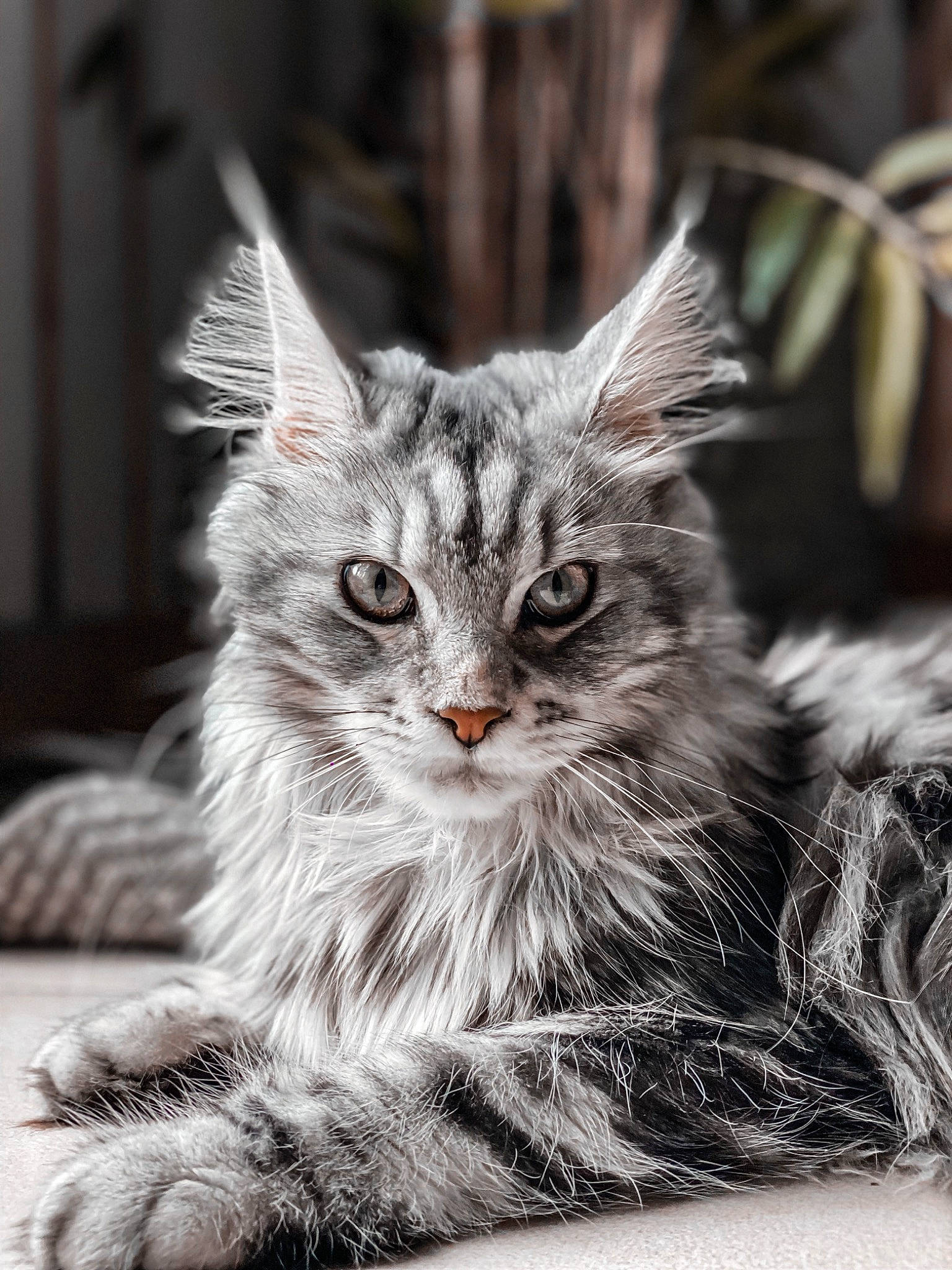 Plume participe au concours pour gagner de l'argent avec cette photo : asian, asian_semi_longhair, black_and_white, british_longhair, british_semi_longhair, carnivore, cat, domestic_long_haired_cat, felidae, kitten, maine_coon, mammal, monochrome_photography, norwegian_forest_cat, photography, siberian, small_to_medium_sized_cats, tabby_cat, vertebrate, whiskers