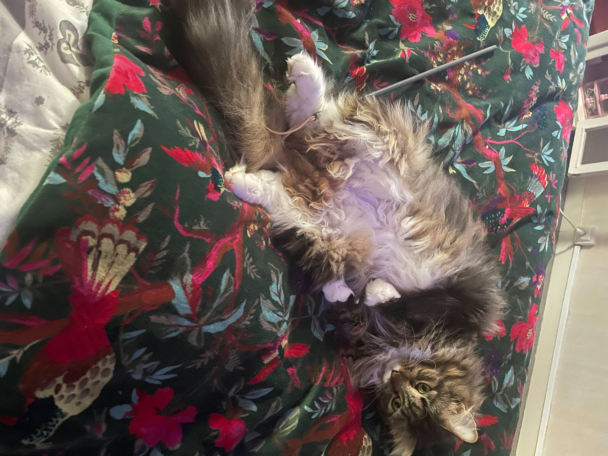 Talya a rejoint le concours — aidez-le/la à gagner de superbes lots ! canidae, carnivore, cat, collar, companion_dog, costume, dog_breed, event, fashion_accessory, felidae, fur, hat, pattern, small_to_medium_sized_cats, sporting_group, tail, whiskers