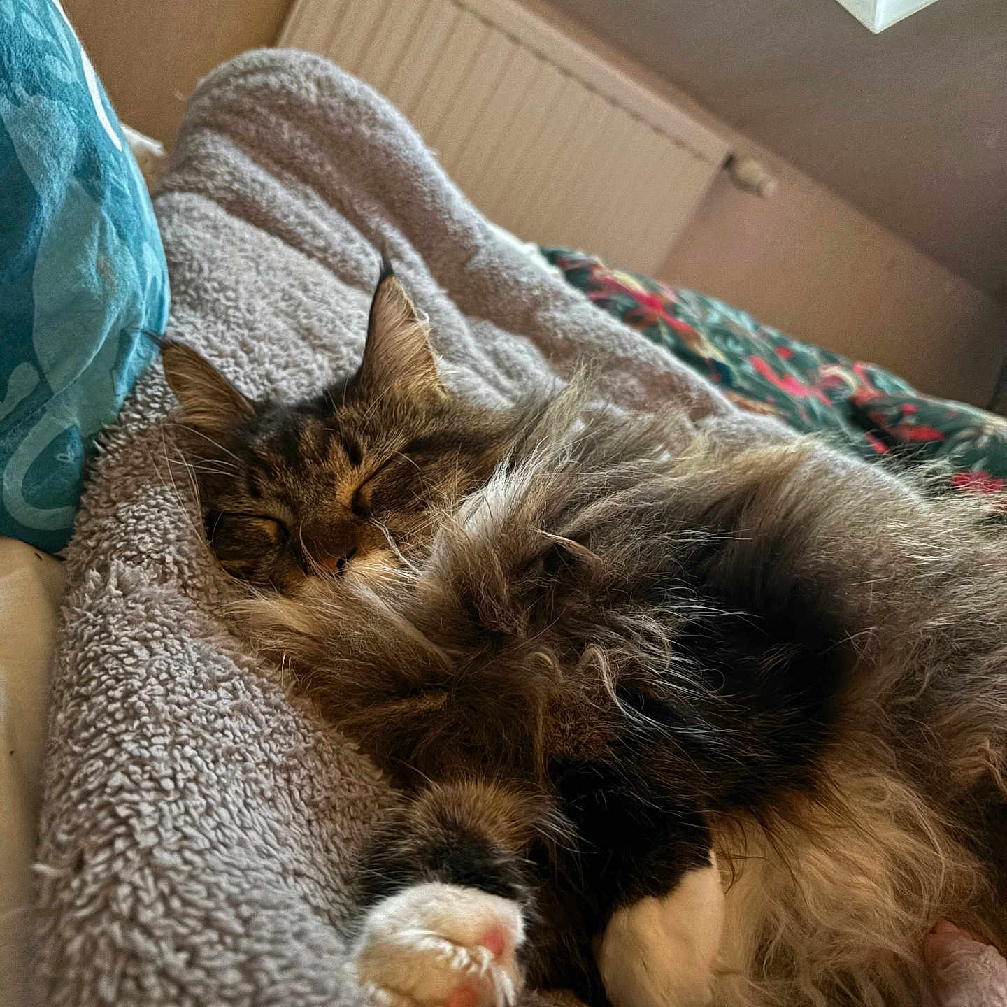 Talya a rejoint le concours — aidez-le/la à gagner de superbes lots ! animal, bed, bedroom, blanket, cat, clothing, couch, cushion, furniture, homedecor, hosiery, indoors, interiordesign, kitten, manx, person, pet, room, sleeping, sock