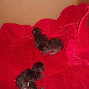 Princesse a rejoint le concours — aidez-le/la à gagner de superbes lots !