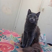 Clover is registered to the contest to win money with this photo: cat, gray_cat, fluffy, pet, animal, indoor, bed, blanket, floral_pattern, curious, sitting, feline, domestic_cat, cute, fur, tail, room, door, wall, soft