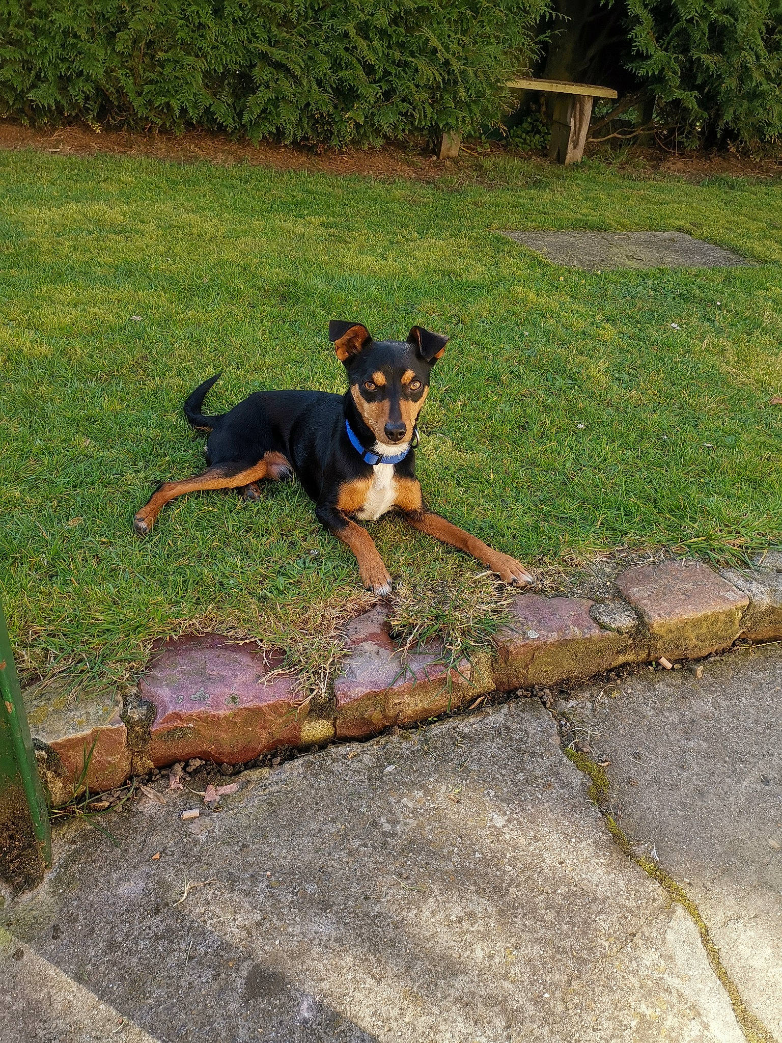 Mex participe au concours pour gagner de l'argent avec cette photo : australian_kelpie, black_and_tan_terrier, canidae, carnivore, companion_dog, dog, dog_breed, english_toy_terrier, german_pinscher, huntaway, hunting_dog, mammal, manchester_terrier, miniature_pinscher, pinscher, prazsky_krysarik, toy_manchester_terrier, transylvanian_hound, vertebrate, working_dog