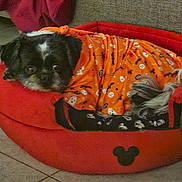 Angel Lou joined the competition — help win amazing prizes! dog, pet_bed, orange_clothing, halloween_pattern, black_and_white_dog, indoor, tiled_floor, blanket, mickey_mouse_logo, resting, cozy, small_dog, furry_pet, cute, animal, relaxed, sleeping, fabric, home_interior, comfort