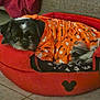 dog, pet_bed, orange_clothing, halloween_pattern, black_and_white_dog, indoor, tiled_floor, blanket, mickey_mouse_logo, resting, cozy, small_dog, furry_pet, cute, animal, relaxed, sleeping, fabric, home_interior, comfort