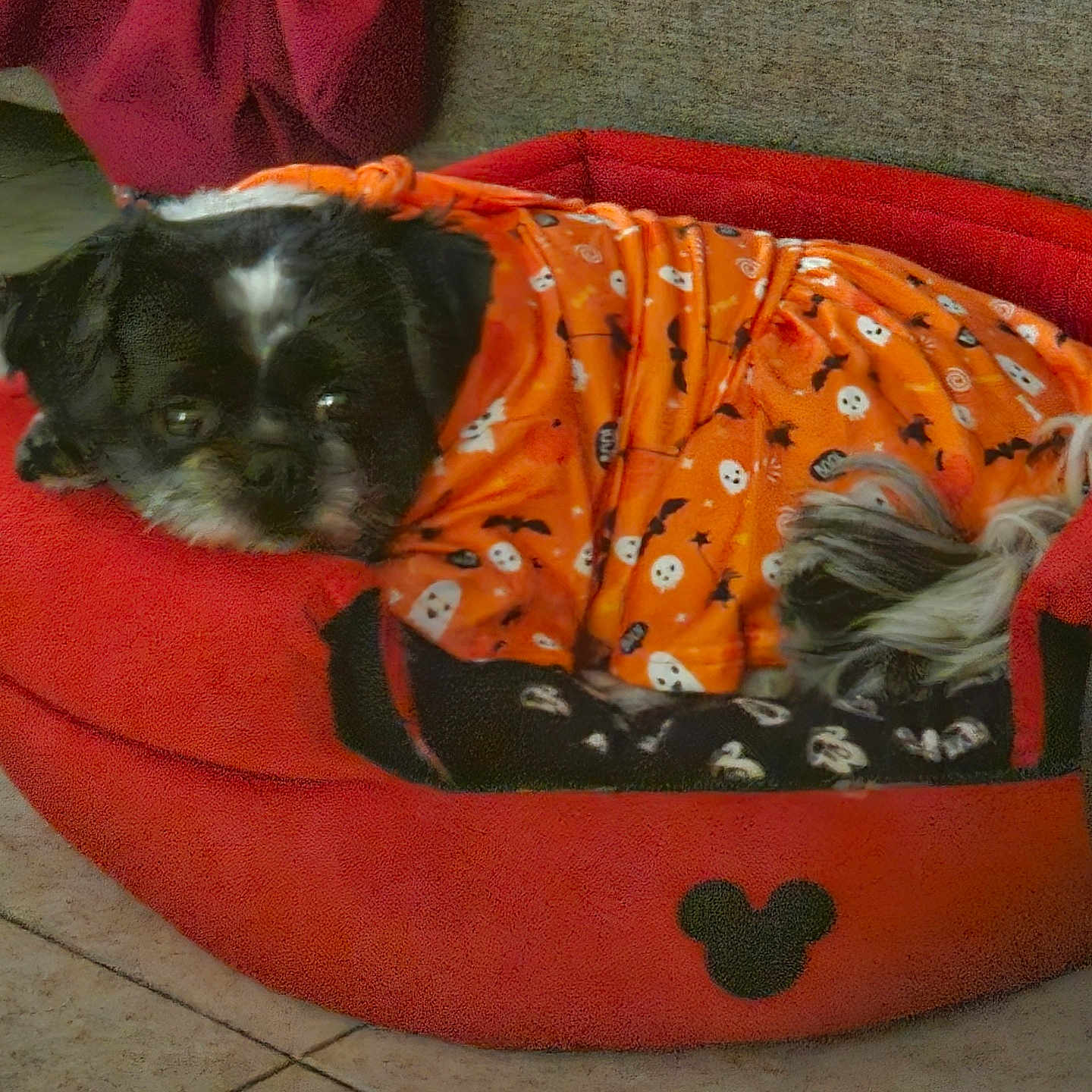 Angel Lou joined the competition — help win amazing prizes! animal, black_and_white_dog, blanket, comfort, cozy, cute, dog, fabric, furry_pet, halloween_pattern, home_interior, indoor, mickey_mouse_logo, orange_clothing, pet_bed, relaxed, resting, sleeping, small_dog, tiled_floor