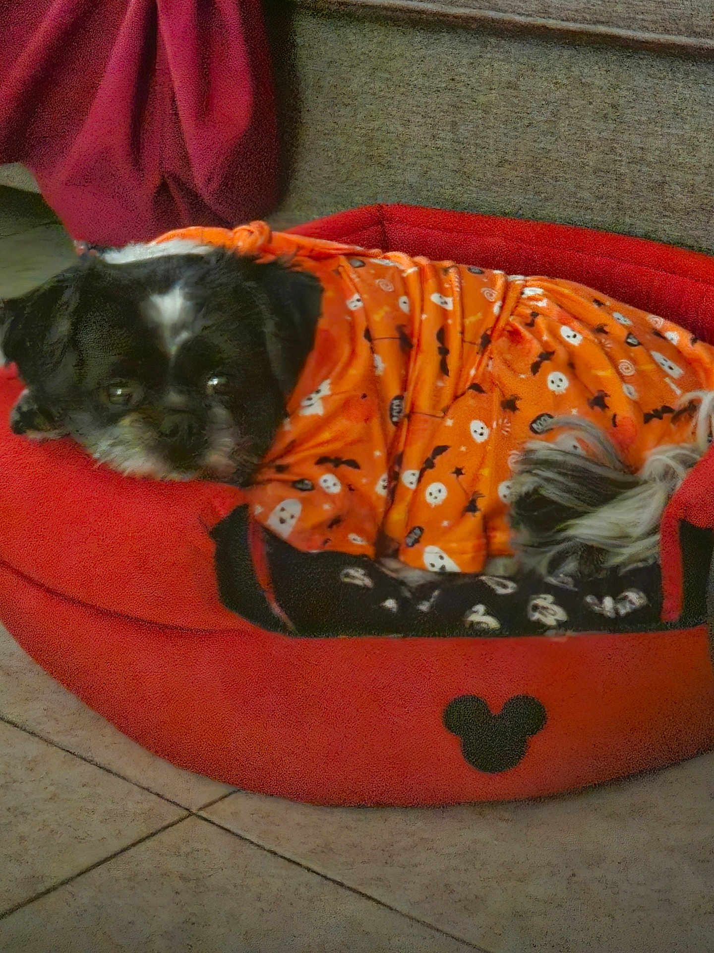 Angel Lou joined the competition — help win amazing prizes! dog, pet_bed, orange_clothing, halloween_pattern, black_and_white_dog, indoor, tiled_floor, blanket, mickey_mouse_logo, resting, cozy, small_dog, furry_pet, cute, animal, relaxed, sleeping, fabric, home_interior, comfort