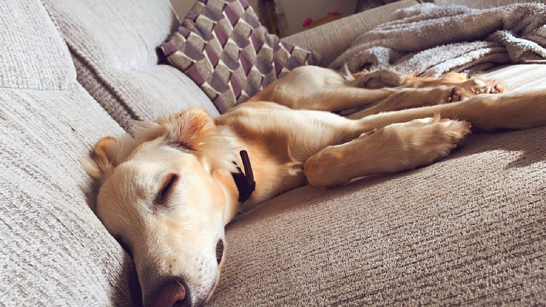 Lenny joined the competition — help win amazing prizes! canidae, carnivore, comfort, companion_dog, dog, dog_breed, fawn, fur, non_sporting_group, paw, pet_supply, sporting_group, tail, terrestrial_animal, whiskers, wildlife, wood, working_animal