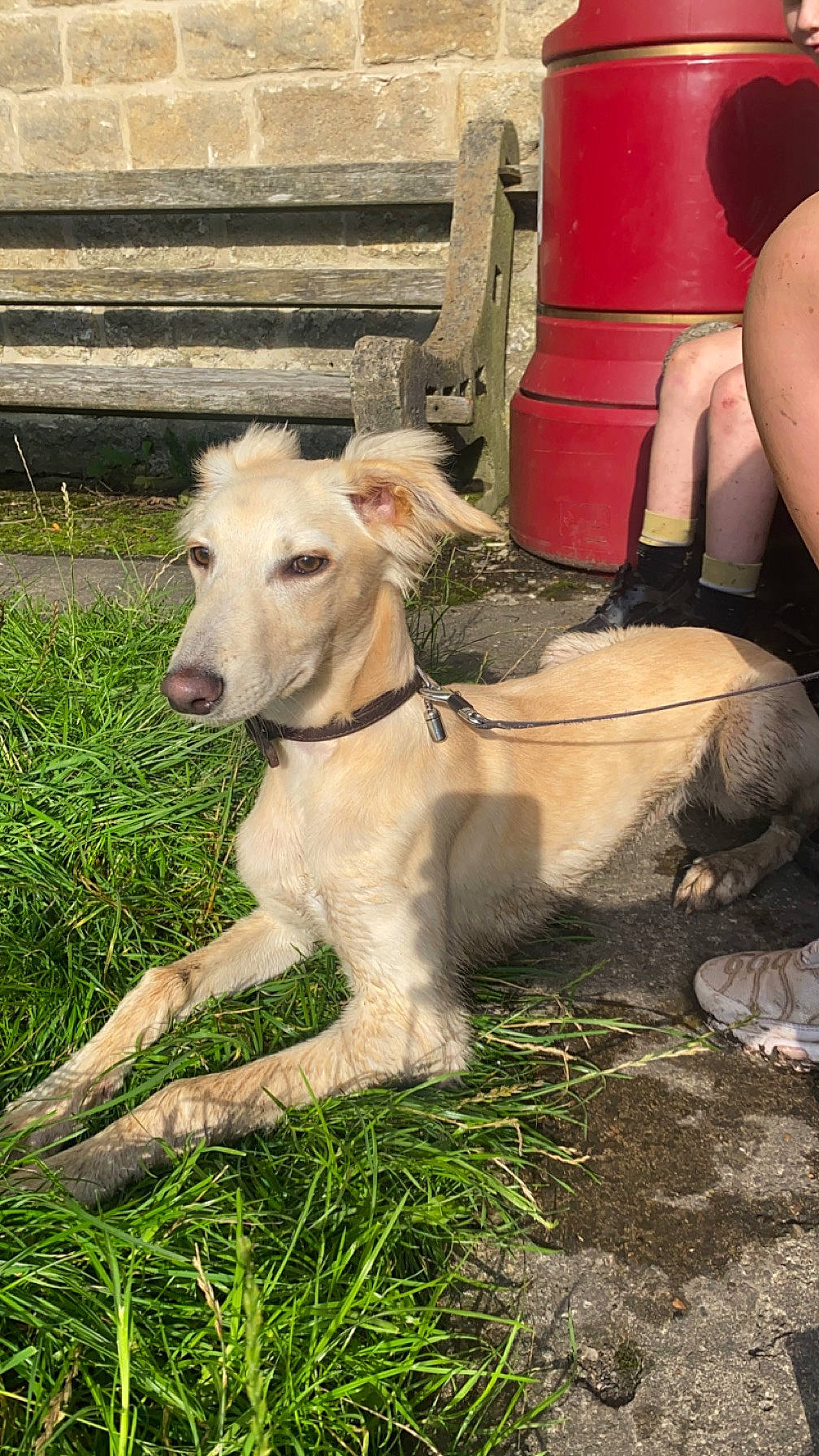 Lenny joined the competition — help win amazing prizes! canidae, carnivore, collar, companion_dog, dog, dog_breed, dog_collar, fawn, grass, human_leg, pet_supply, plant, sighthound, sitting, snout, sporting_group, tail, thigh, wood, working_animal