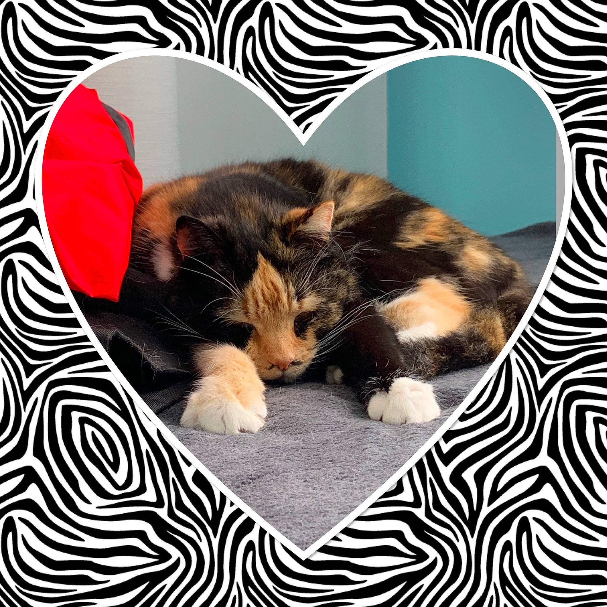 Baboon participe au concours pour gagner de l'argent avec cette photo : art, carnivore, cat, cat_supply, comfort, companion_dog, couch, domestic_short_haired_cat, felidae, font, fur, linens, pattern, paw, rectangle, room, small_to_medium_sized_cats, tail, textile, whiskers