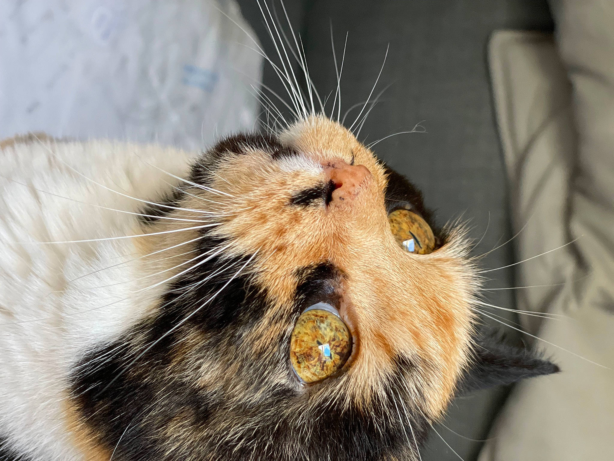 Baboon participe au concours pour gagner de l'argent avec cette photo : carnivore, cat, claw, close_up, domestic_short_haired_cat, eye, fang, fawn, felidae, fur, head, paw, small_to_medium_sized_cats, snout, tail, terrestrial_animal, whiskers, wildlife