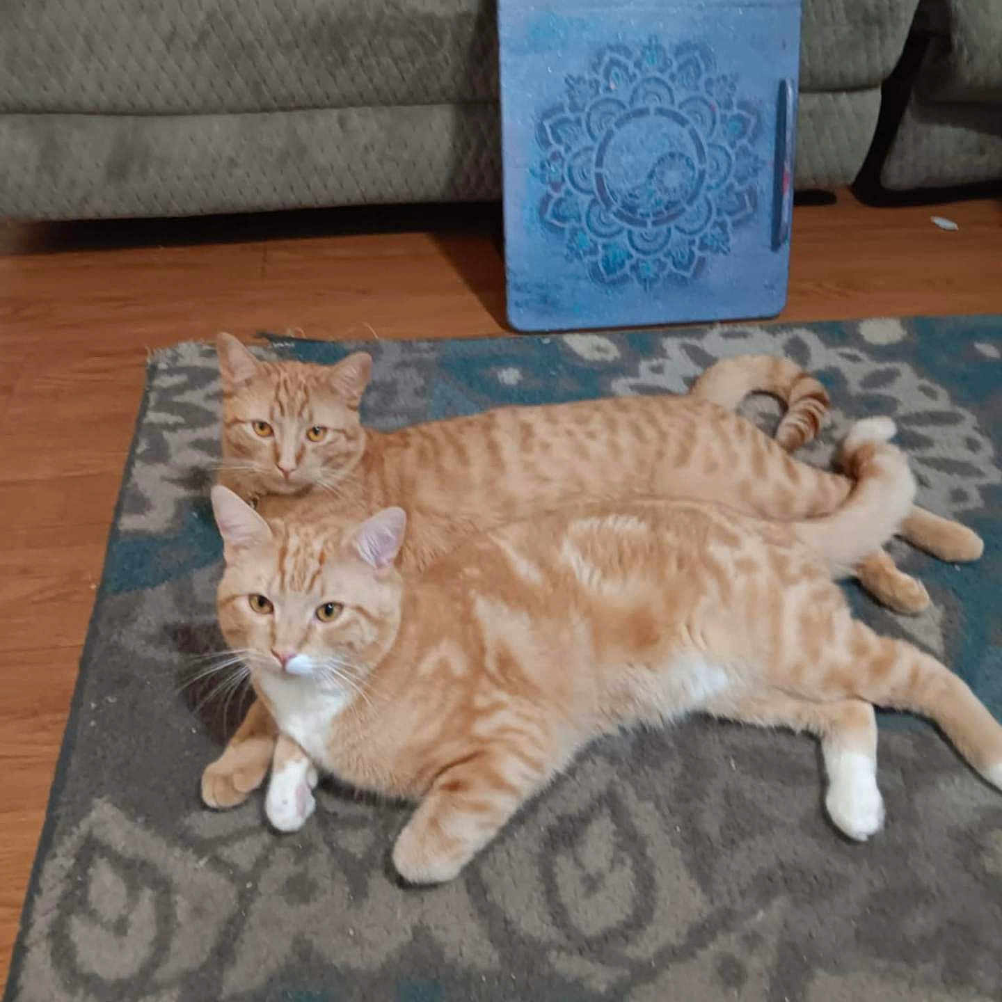 Marley joined the competition — help win amazing prizes! abyssinian, animal, blanket, cat, cushion, hardwood, homedecor, indoors, interiordesign, kitten, manx, mat, pet, rug, stainedwood, wood