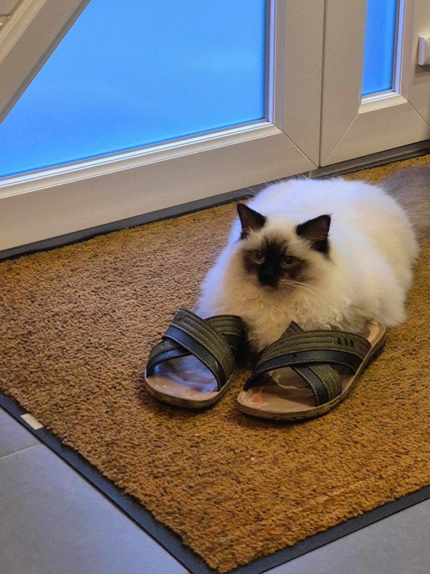 Apple participe au concours pour gagner de l'argent avec cette photo : cat, sandals, doormat, indoor, fluffy, pet, animal, footwear, brown, white, black, curious, cozy, carpet, door, window, light, floor, resting, cute