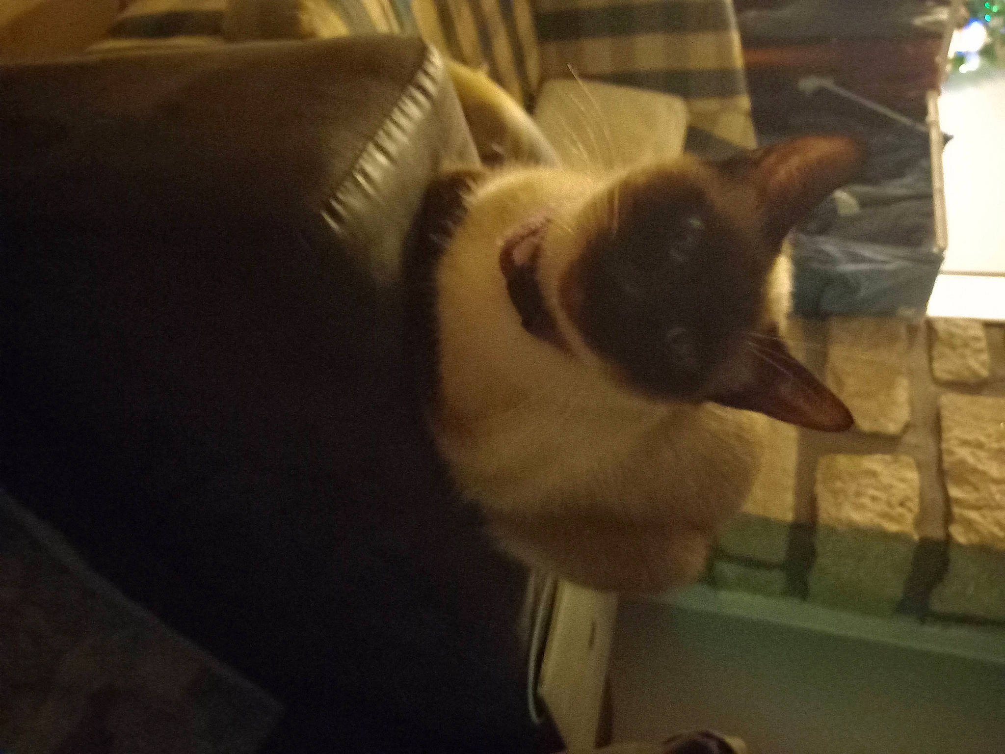 Sya participe au concours pour gagner de l'argent avec cette photo : balinese, canidae, carnivore, cat, comfort, couch, dog_breed, domestic_short_haired_cat, fawn, felidae, fur, nap, paw, room, siamese, sky, small_to_medium_sized_cats, tail, whiskers, wood