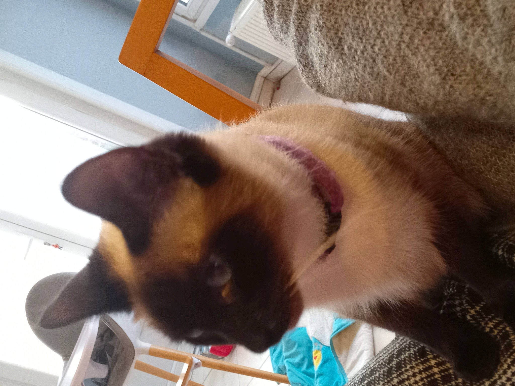 Sya a rejoint le concours — aidez-le/la à gagner de superbes lots ! balinese, carnivore, cat, collar, companion_dog, dog_breed, domestic_short_haired_cat, fawn, felidae, fur, paw, siamese, small_to_medium_sized_cats, snout, tail, thai, whiskers