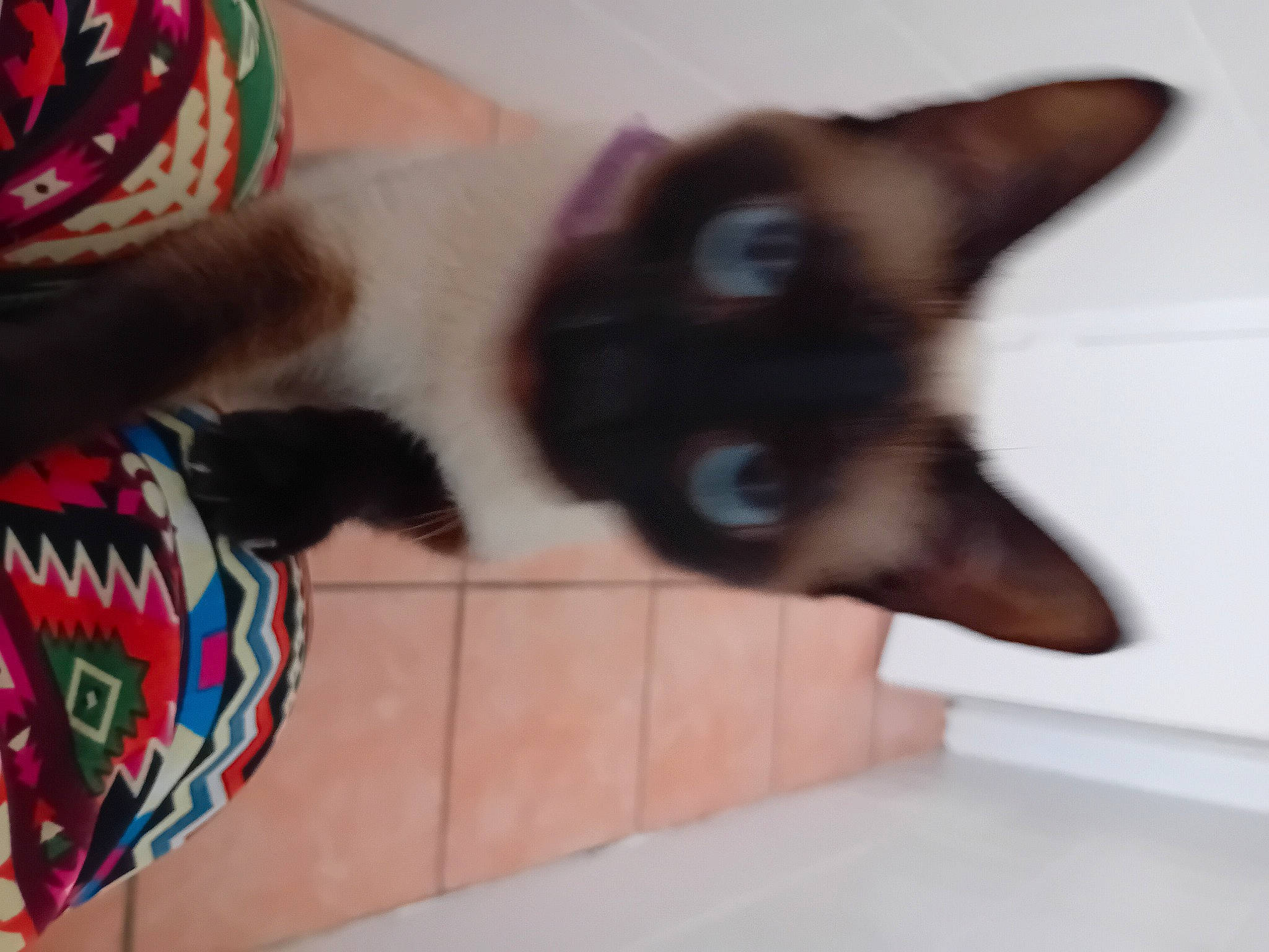 Sya a rejoint le concours — aidez-le/la à gagner de superbes lots ! balinese, carmine, carnivore, cat, domestic_short_haired_cat, fashion_accessory, fawn, felidae, flooring, foot, fur, mammal, nail, paw, siamese, small_to_medium_sized_cats, tail, thai, vertebrate, whiskers