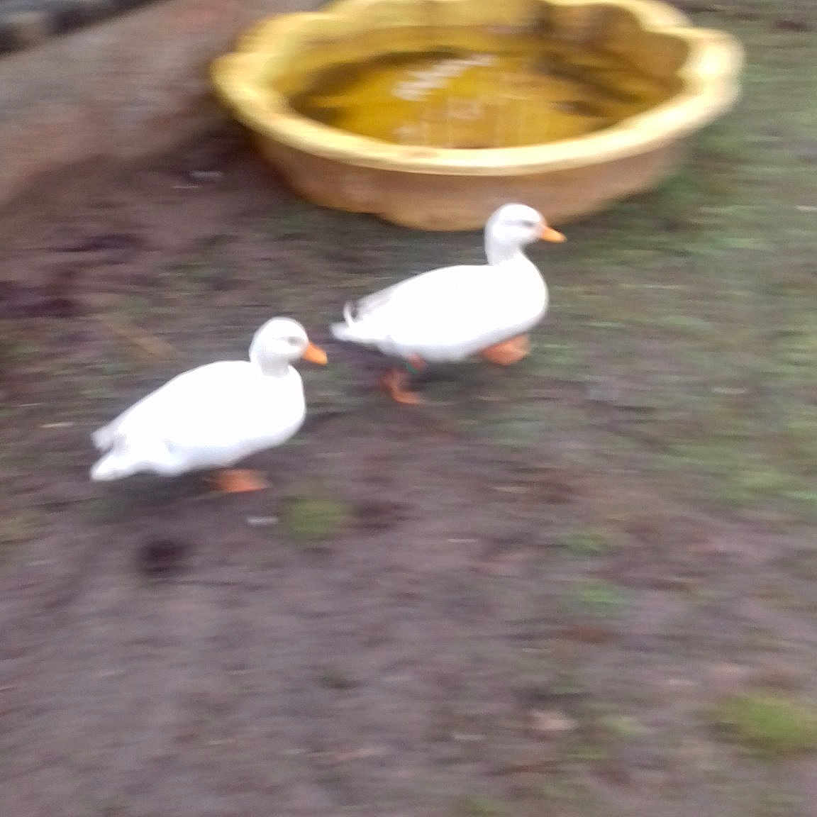 Donald Et Daisy