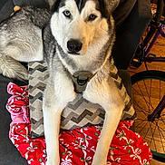 Cooper is registered to the contest to win money with this photo: dog, husky, heterochromia, blue_eye, brown_eye, pillow, blanket, couch, indoor, furniture, pet, canine, resting, fur, animal, domestic_animal, floor, bicycle, colorful, cozy