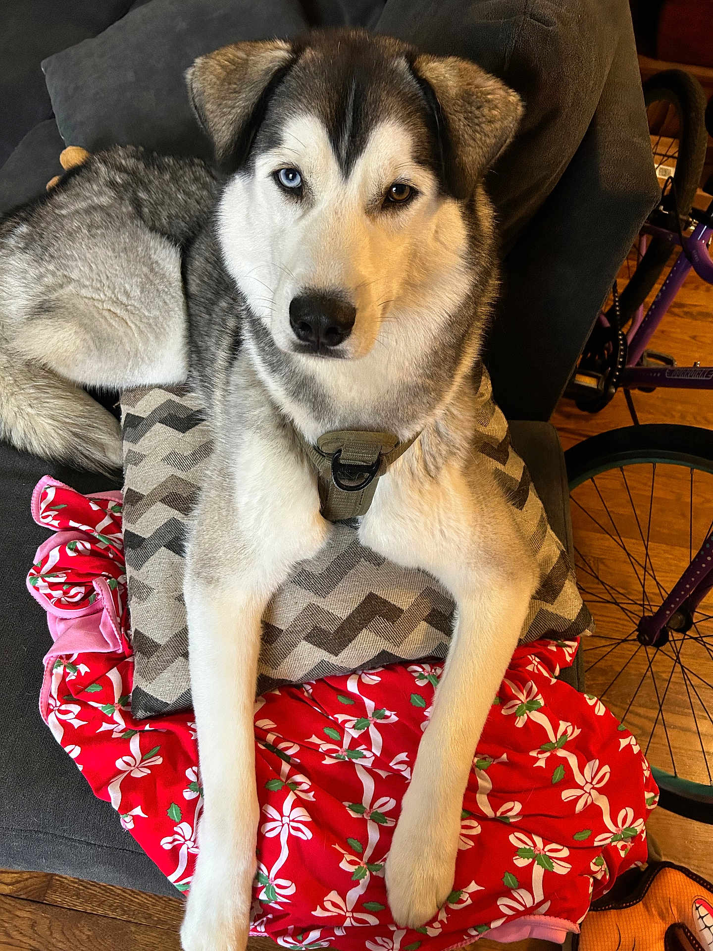 Cooper is registered to the contest to win money with this photo: dog, husky, heterochromia, blue_eye, brown_eye, pillow, blanket, couch, indoor, furniture, pet, canine, resting, fur, animal, domestic_animal, floor, bicycle, colorful, cozy